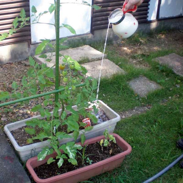 植物の栄養にします