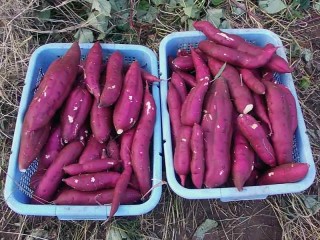 サツマイモ収穫 サツマイモ収穫