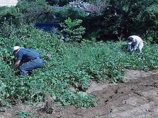 さつまいも畑の草刈り