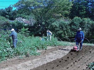 さつまいも畑の草刈り