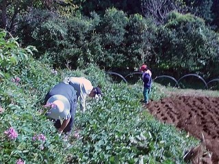 さつまいも畑の草刈り