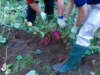 芋のつるの下から鮮やかな色のサツマイモが出てきた