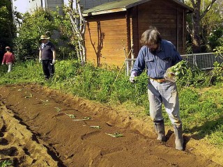 等間隔にサツマイモの苗を並べて・・・