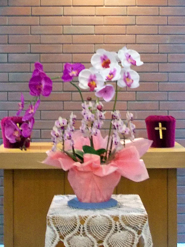 今日のお花